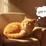 historinha de gatinho